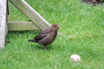 Obraz premium baby blackbird 