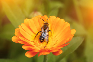 Bee on the yellow flower, collecting nectar. Shallow depth-of-field. With instagram style filter.