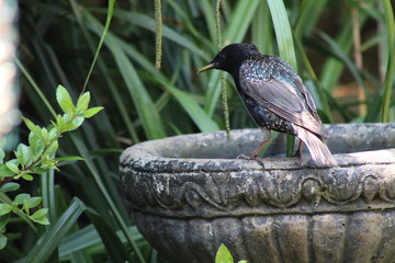 garden birds