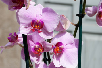 pink orchids in the sun
