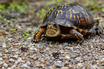 turtle on road