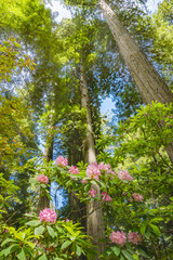 Fototapeta premium Tall Trees Towering Redwoods Pink Rhododendron National Park California