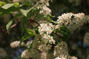 The buds that bloom on the tree Prunus padus, known as bird cherry, hackberry, hagberry, or Mayday tree. The first flowers on the trees in spring. Honey and herbs