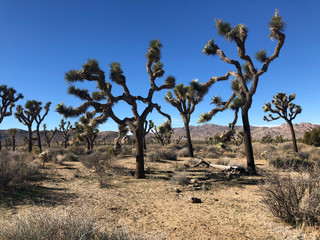 Joshua Tree California Desert Landscape