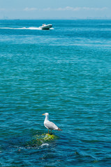 Seagull sitting on the rock in the blue sea water, boat heading the shore, city silhouette in the distance. Vertical image. Copy space. Travel, vacation, freedom concept