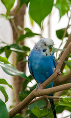 Closeup on small white and blue parrot in a park