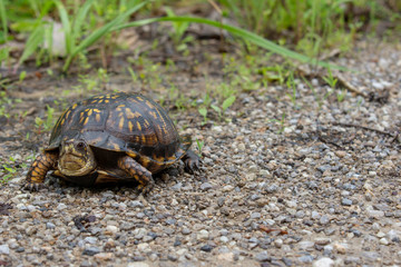turtle on grass