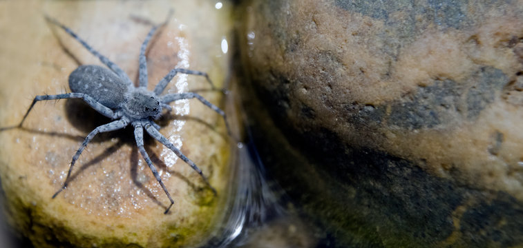 Pardosa Wagleri, Wolfspinne
