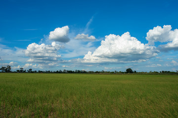 Blue sky background with green fields and white clouds.