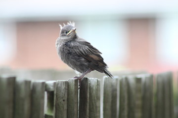 a fluffy baby starling