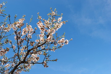 Fleurs d'amandier