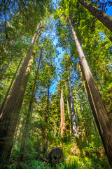 Tall Trees Towering Redwoods National Park Crescent City California