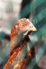 Cock close-up through wire mesh