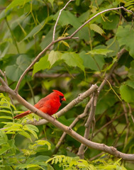 Cardinal in vine