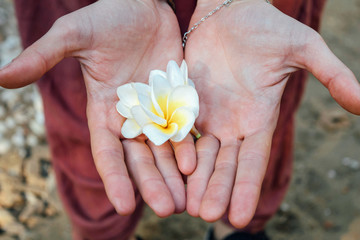 Beautiful tropical plumeria flower laying at human hands