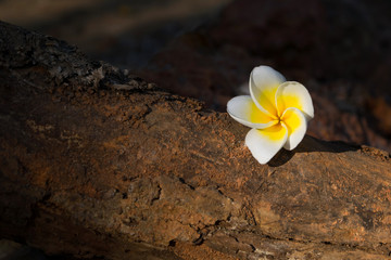 Tropical flower plumeria at brown stone