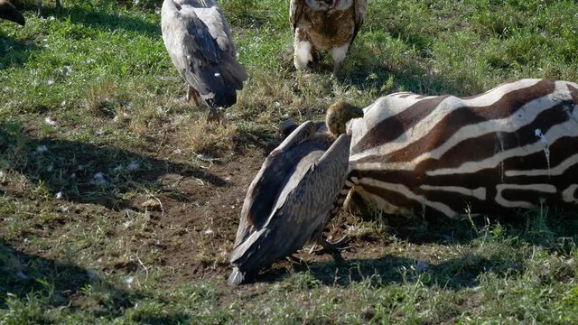 Close Up Vultures Eat Meat From Carcass Of Dead Zebra In African Savanna