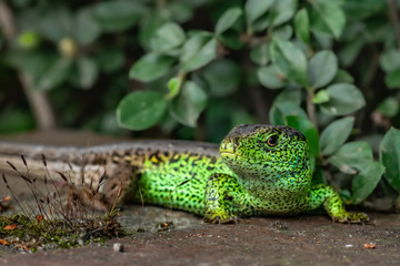 samiec jaszczurki zwinki w barwach godowych (Lacerta agilis) © Henryk Niestrój