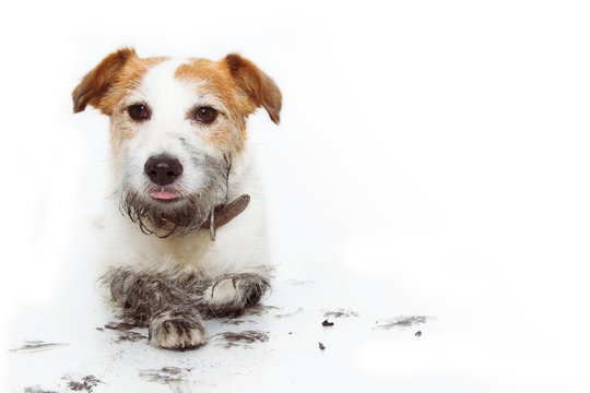 FUNNY DIRTY DOG MISCHIEF AFTER PLAY IN A MUD PUDDLE. ISOLATED ON WHITE BACKGROUND.