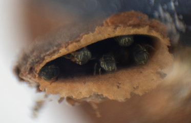 abejas
