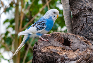 Closeup on small white and blue parrot in a park