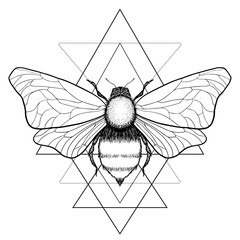 Beautiful hand drawn honey bee queen insect on geometrical sign. Vector.