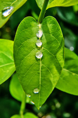 Drops on the green leaf
