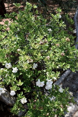 green plants with white flowers