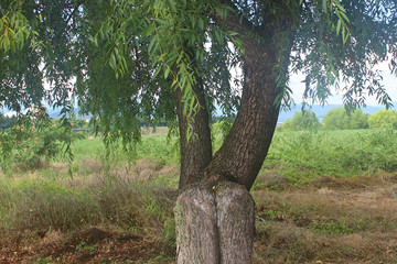 강변 수양버들나무