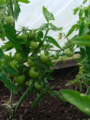 branch with ripening tomatoes in the greenhouse, non gmo