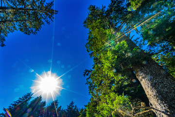 Obraz premium Sun Star Rays Tall Trees Towering Redwoods National Park California