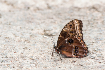 Closeup on multicolored tropical butterfly in a park