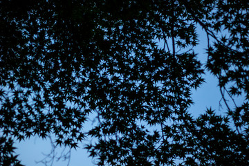 Maple Tree Silhouette