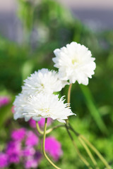 Spring background of beautiful flowers blooming in garden. Soft focus