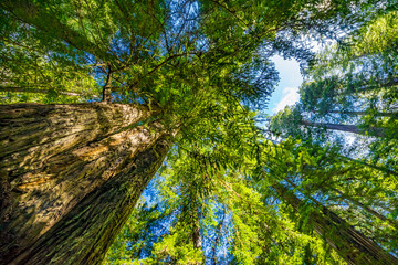 Fototapeta premium Tall Trees Towering Redwoods National Park Crescent City California