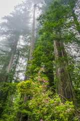 Coastal Mist Tall Trees Towering Redwoods Pink Rhododendron National Park California