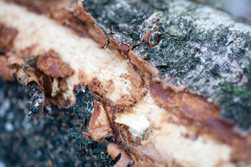 Wood beautiful close up surface colorful abstract macro background fine art in high quality prints products