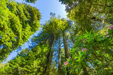 Fototapeta premium Tall Trees Towering Redwoods Pink Rhododendron National Park Crescent City California