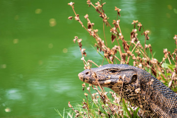 Obraz premium Water monitor in Lumpini Park, Bangkok, Thailand