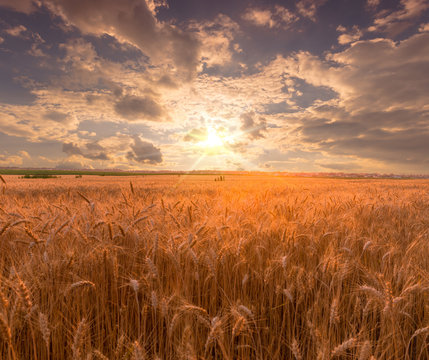 Beautiful sunset over golden wheat field. Magnificent sky and ripe wheat ears on dusk scenery.