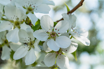 bright bright flowers, blooming apple tree