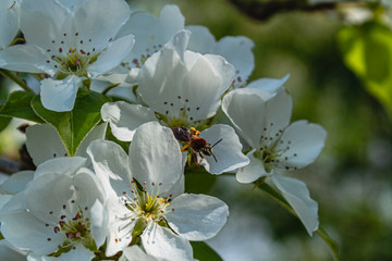 bright bright flowers, blooming apple tree