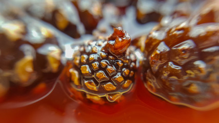 Young pine cones jam. Useful and tasty dessert. Traditional Siberian dessert