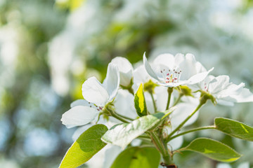 bright bright flowers, blooming apple tree