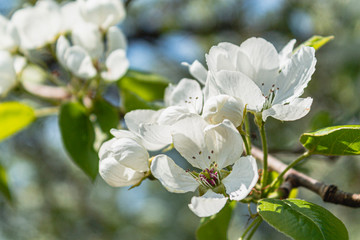 bright bright flowers, blooming apple tree