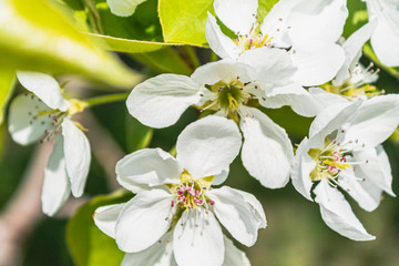 bright bright flowers, blooming apple tree