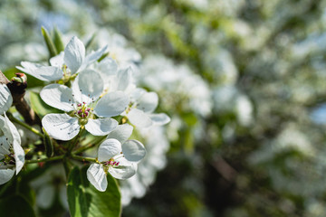 bright bright flowers, blooming apple tree