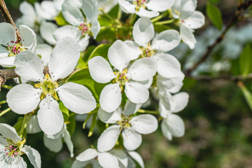 bright bright flowers, blooming apple tree