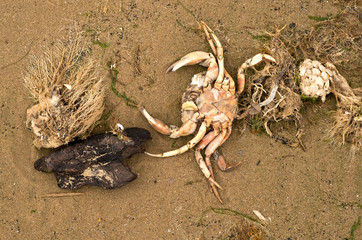 Dead crab washed up on a beach