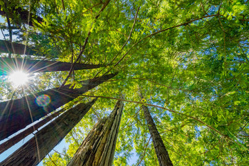 Sun Star Rays Tall Trees Towering Redwoods National Park California